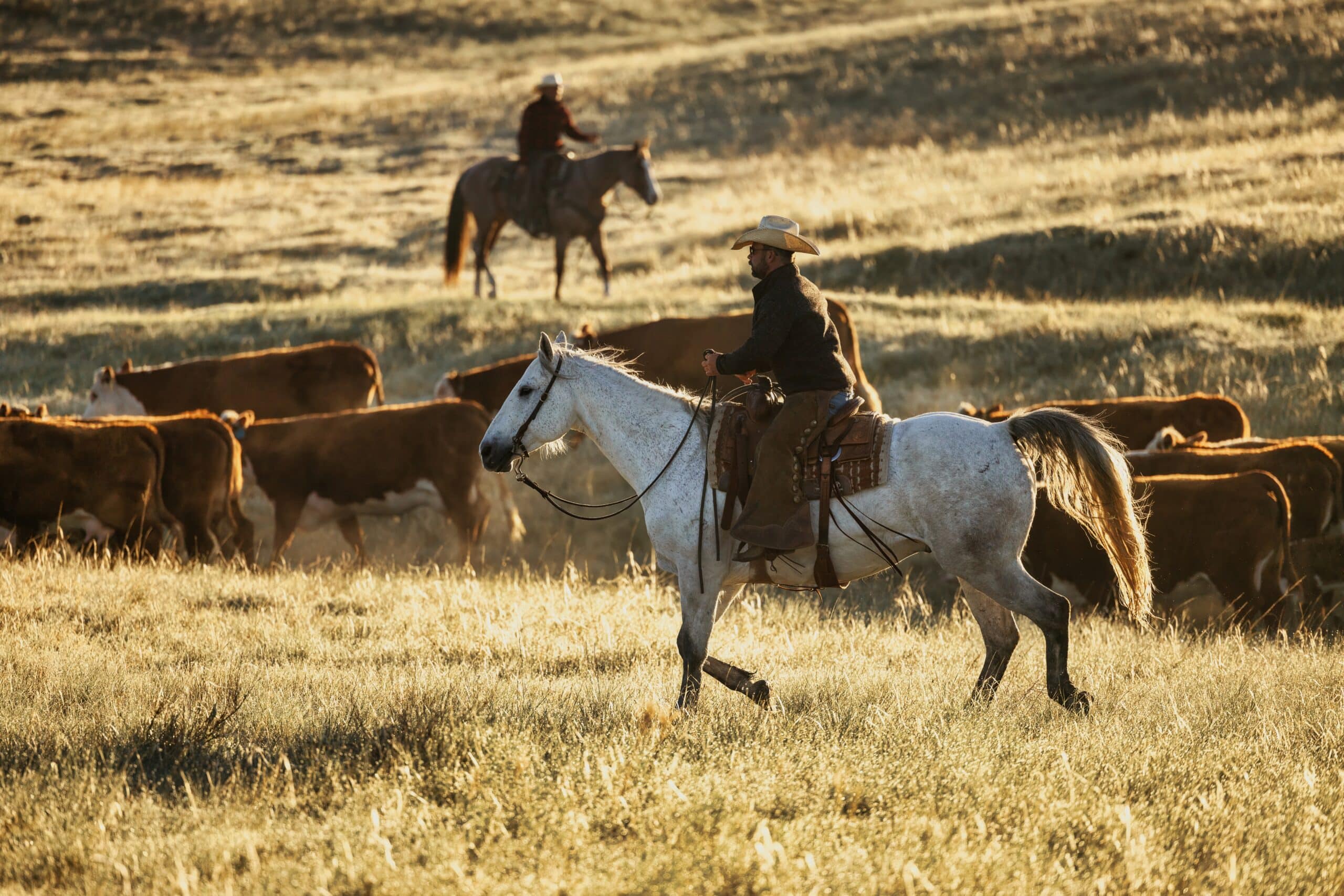 cattle ranch